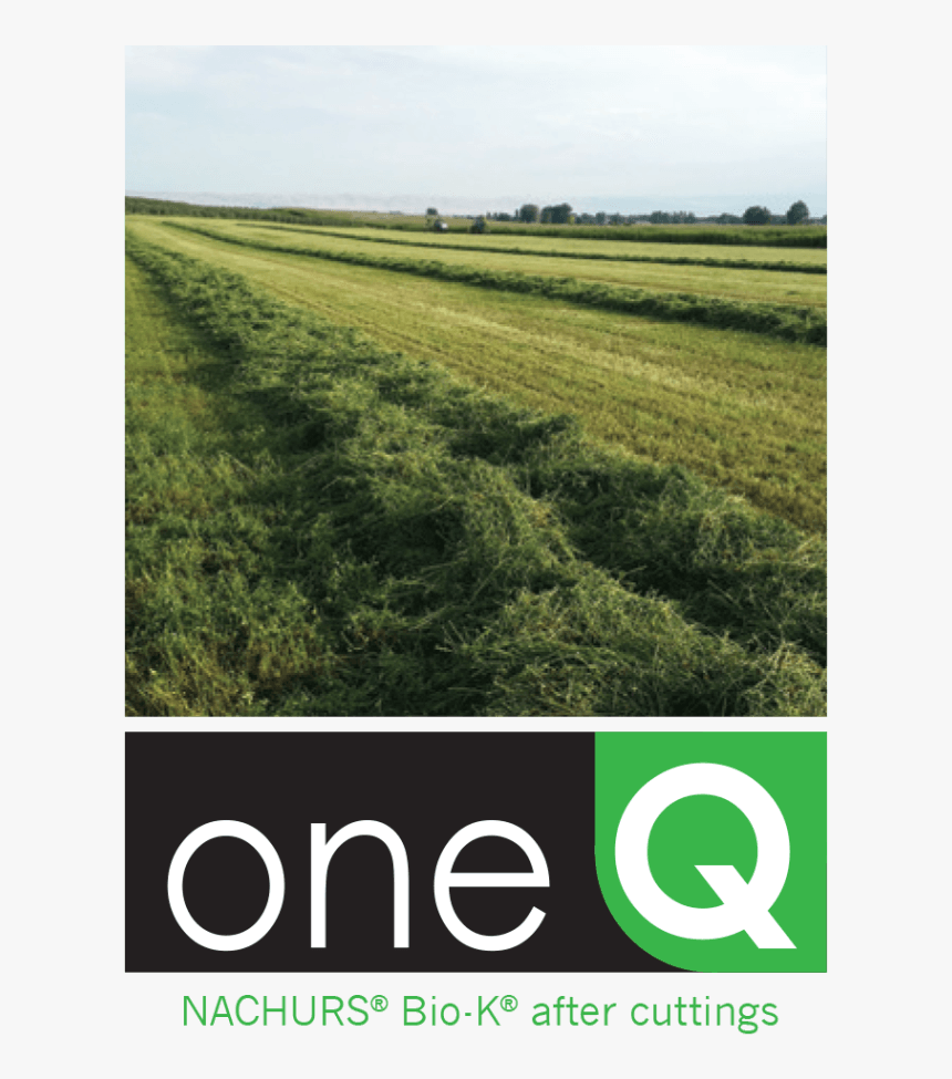 Alfalfa Cutting - Field, HD Png Download