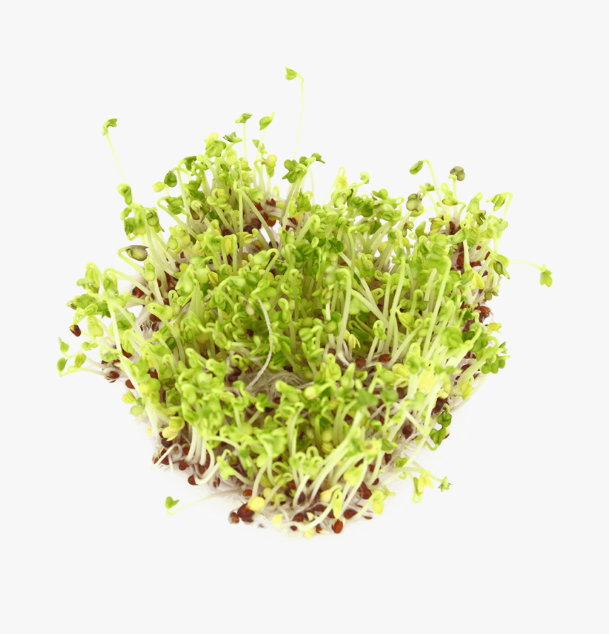 Floral Design, HD Png Download