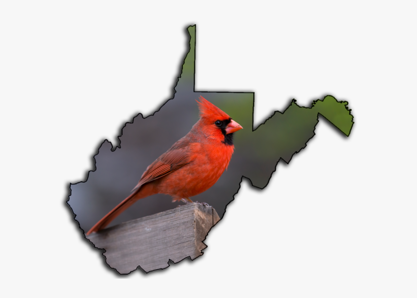 Transparent Cardinal Bird Png - Tourist Regions Of Wv Map, Png Download