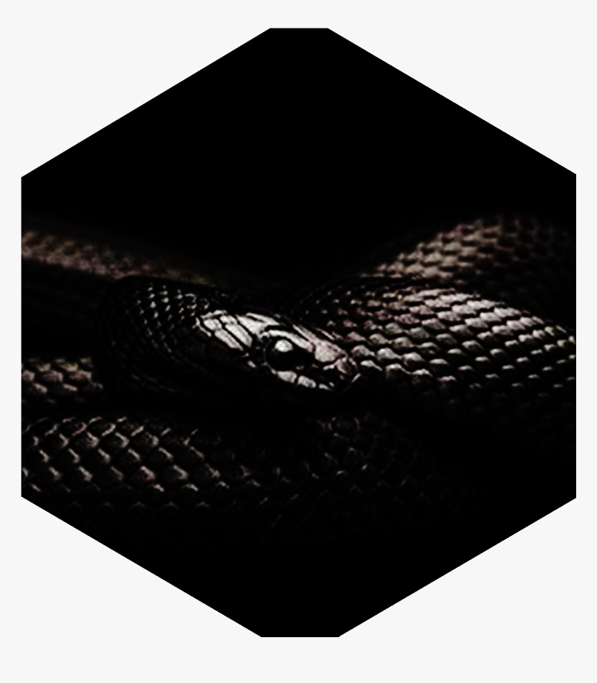 Black Snake Cover, HD Png Download
