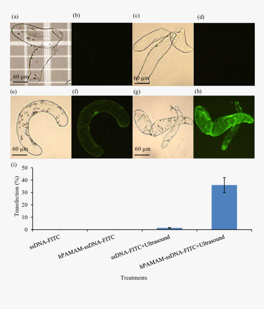 Diagram, HD Png Download