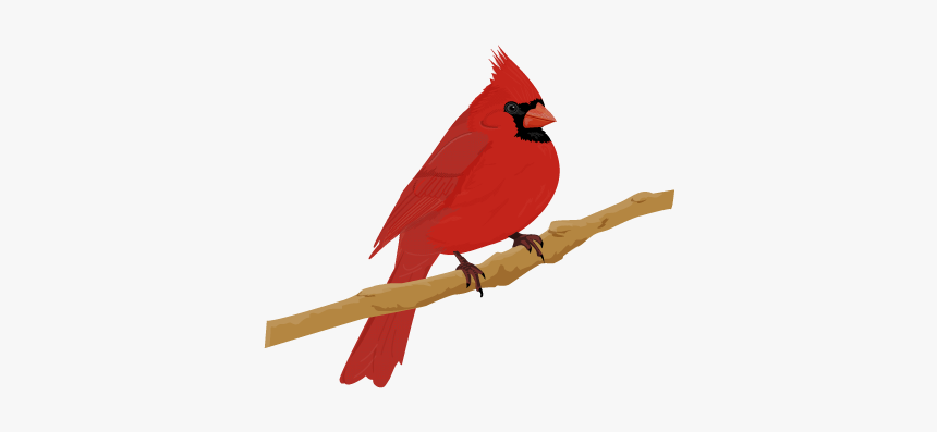 Cardinal Bird - Cardinal Png, Transparent Png