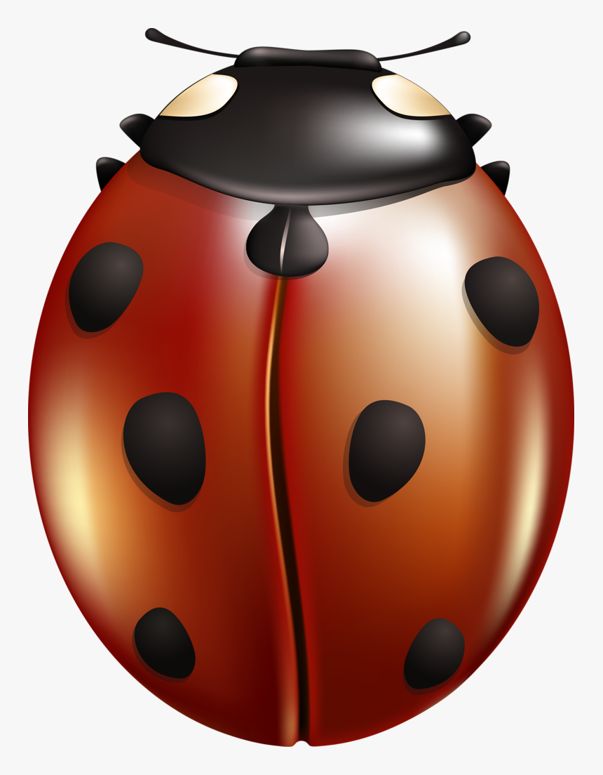 Ladybug, HD Png Download