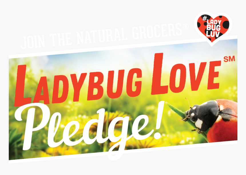 Transparent Ladybugs Png, Png Download