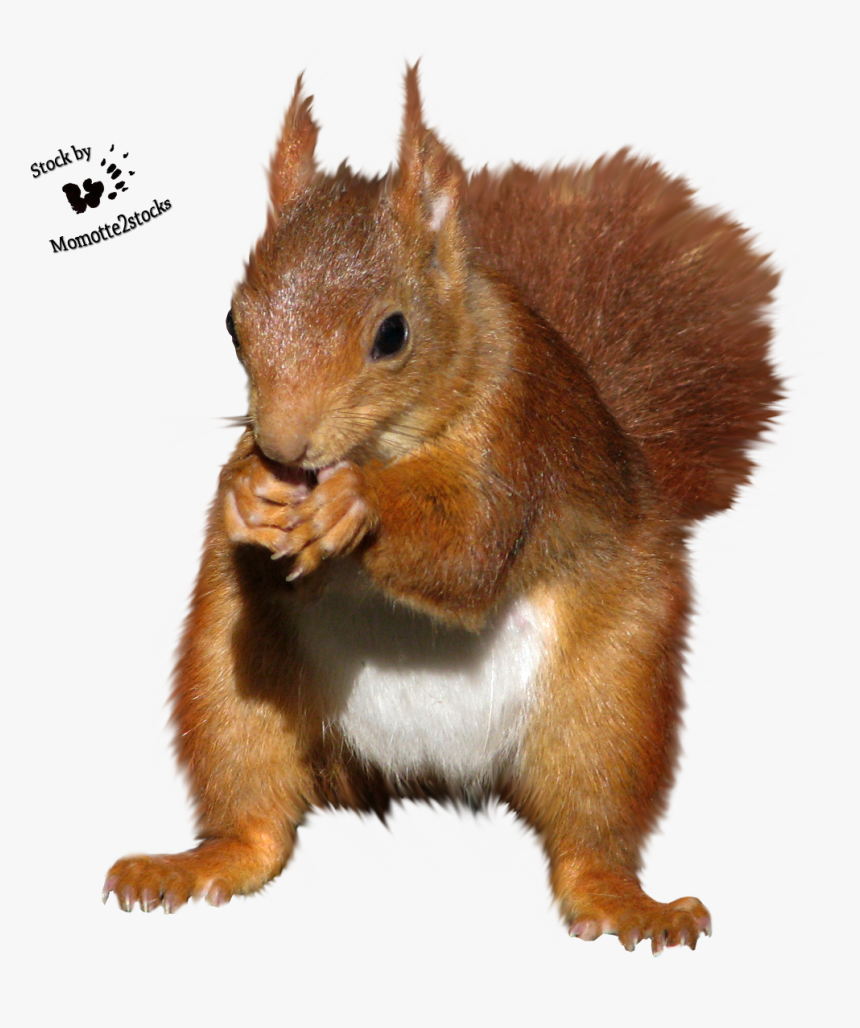 Transparent Squirrel Clipart - Red Squirrel Cut Out, HD Png Download