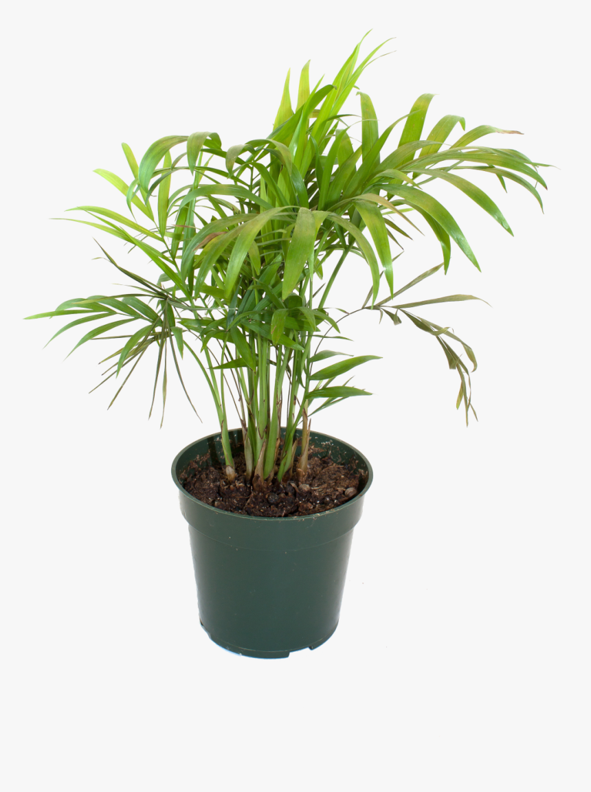 Bamboo House Plant Inspiring Flowerpot Bamboo Houseplant - Bamboo In Pot Hd Png, Transparent Png