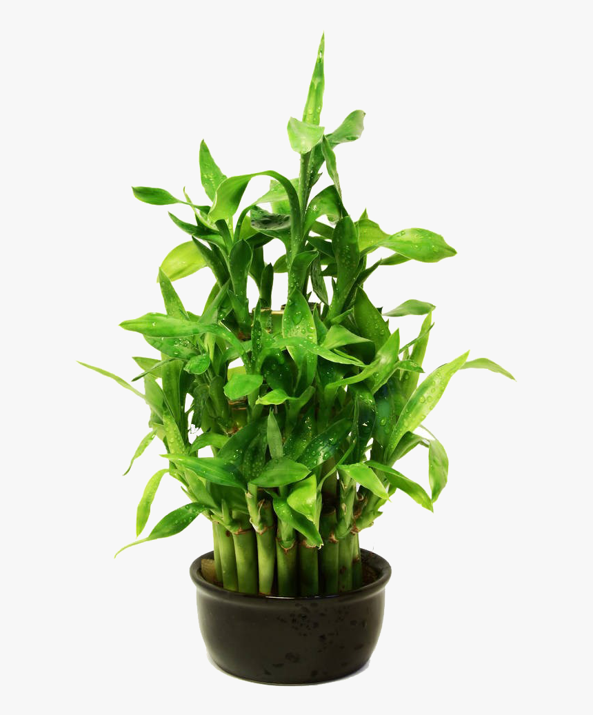 Lucky Bamboo, HD Png Download