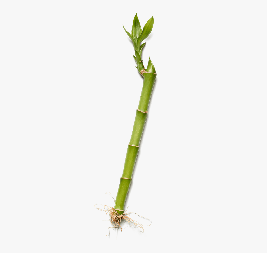 Bamboo, HD Png Download