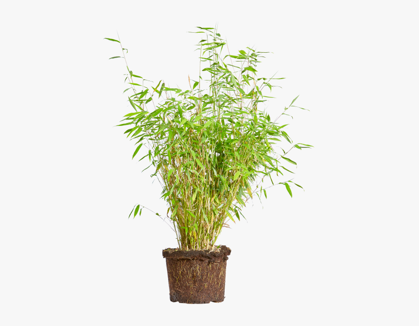 Bamboo - Weeping Fig Png, Transparent Png