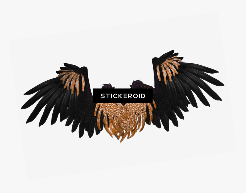 Wings Black And Brown Crow - Real Dark Angel Wings, HD Png Download