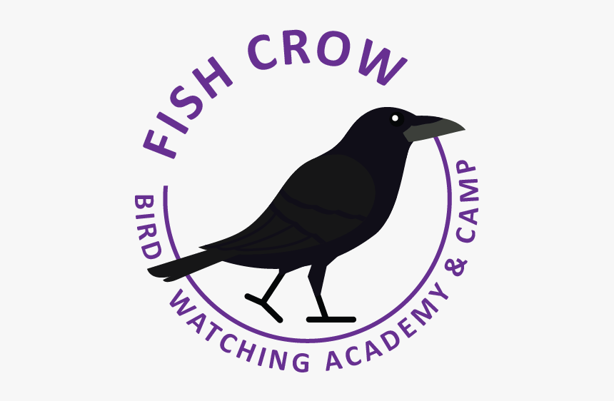 American Crow, HD Png Download