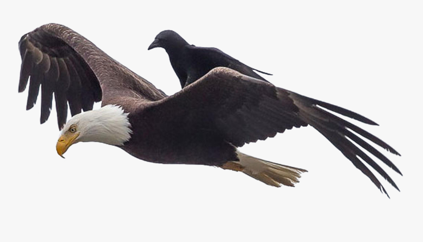 They See Me Rollin Crow, HD Png Download