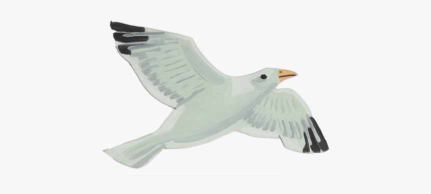 European Herring Gull, HD Png Download