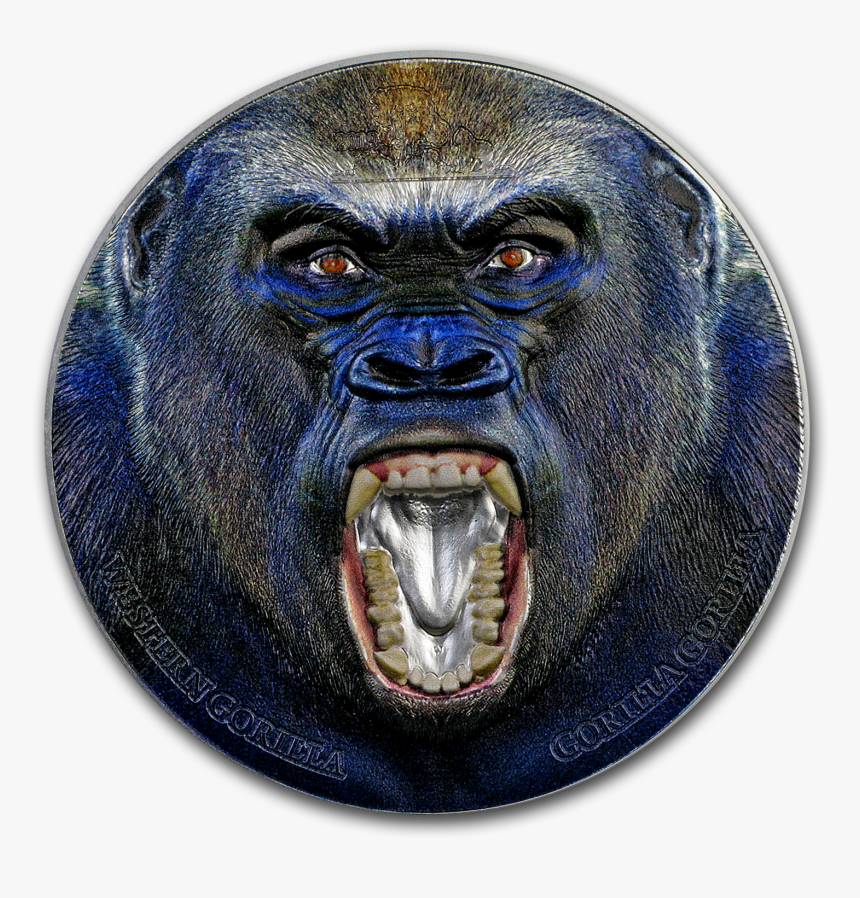 Monkey, HD Png Download