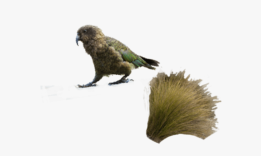 Queenstown - Parrot, HD Png Download