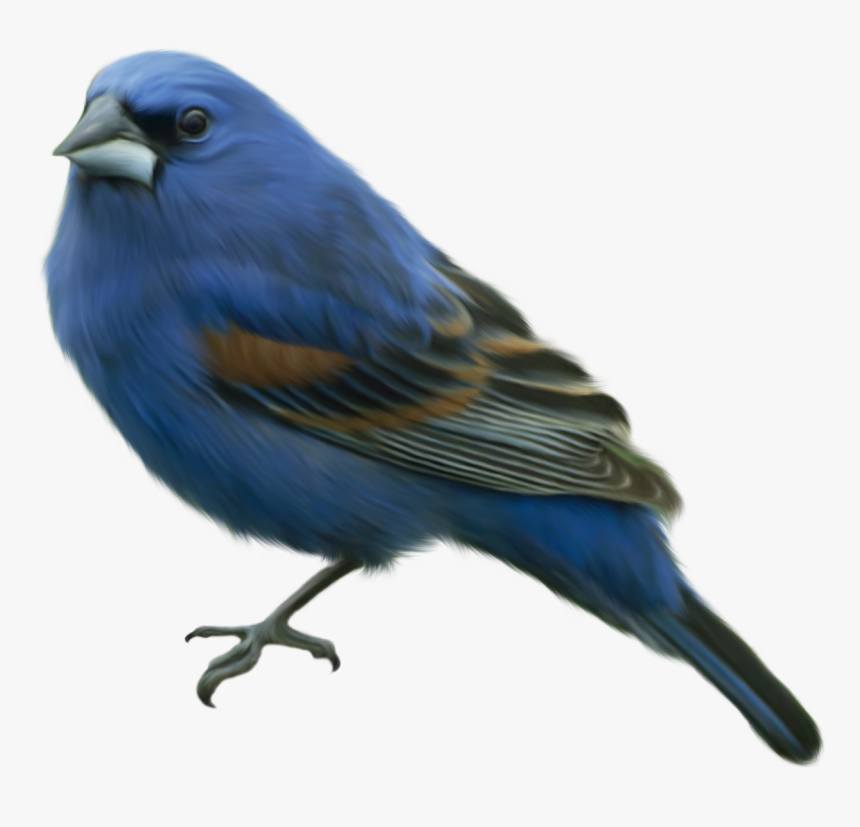 Clip Art Blue Bird Clip Art - Blue Bird Transparent Background, HD Png Download
