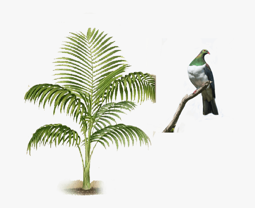 Waiheke - Roystonea, HD Png Download