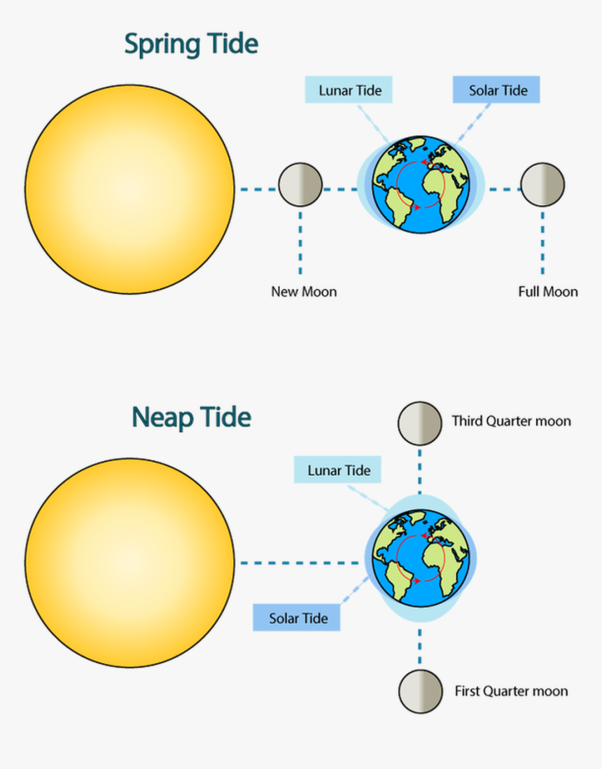 Earth Moving Around Sun Free Stock - Neap Tide Moon Position, HD Png Download