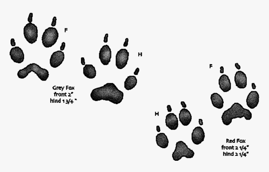 fox-prints-gray-fox-vs-red-fox-tracks-hd-png-download-transparent