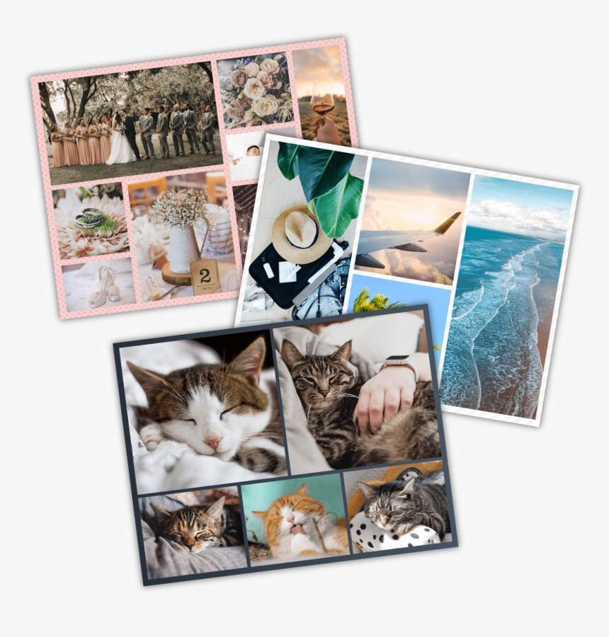 Domestic Short-haired Cat, HD Png Download