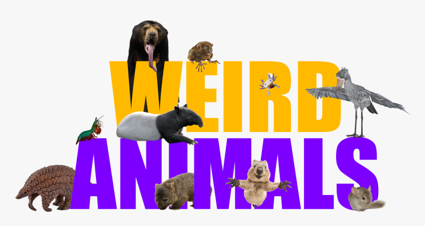 Transparent Quokka Png - Brown Bear, Png Download