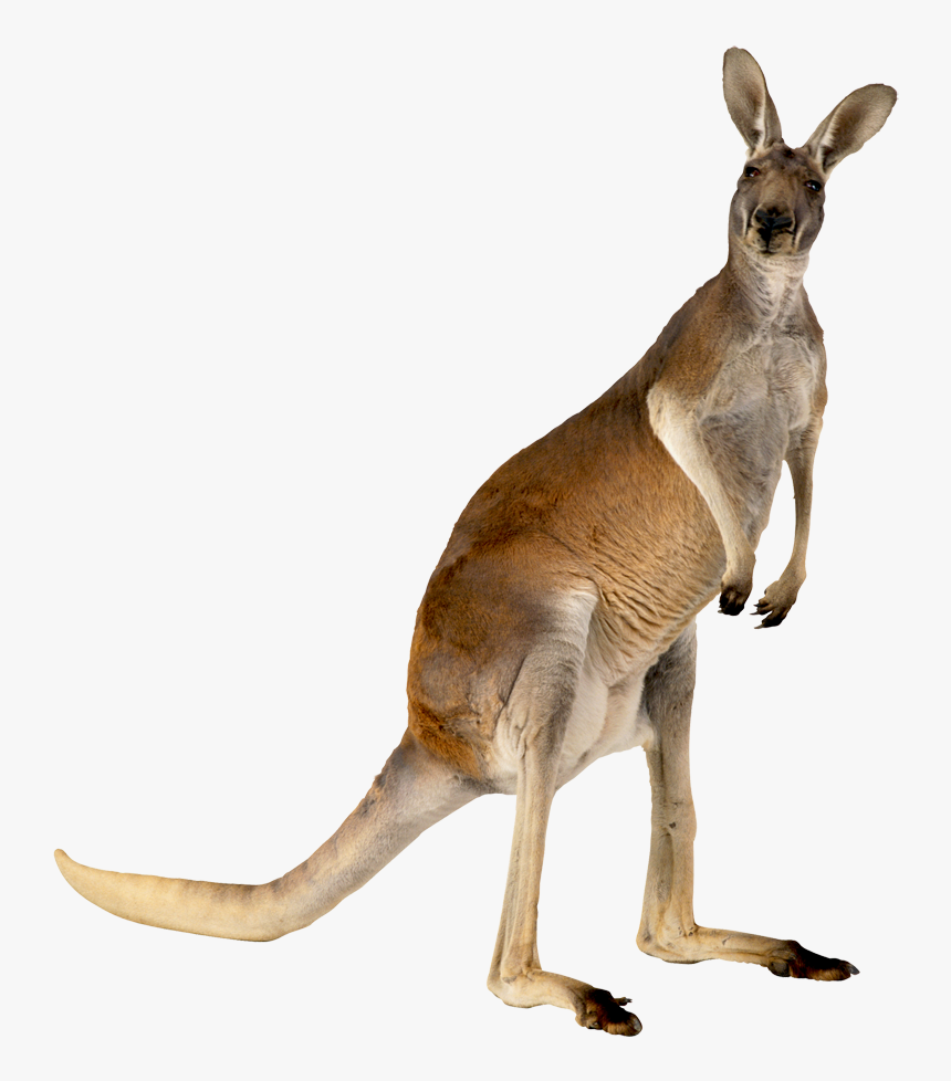 Australia Kangaroo Animal - Kangaroo Png, Transparent Png