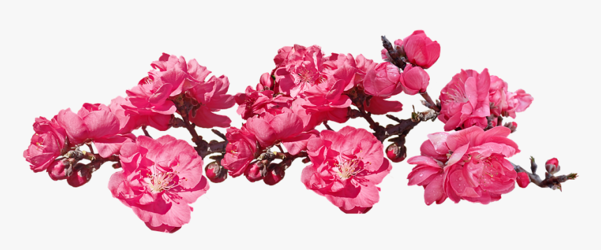 Flowers, Pink, Blossom, Peach, Tree, Branch, Cut Out - Floribunda, HD Png Download