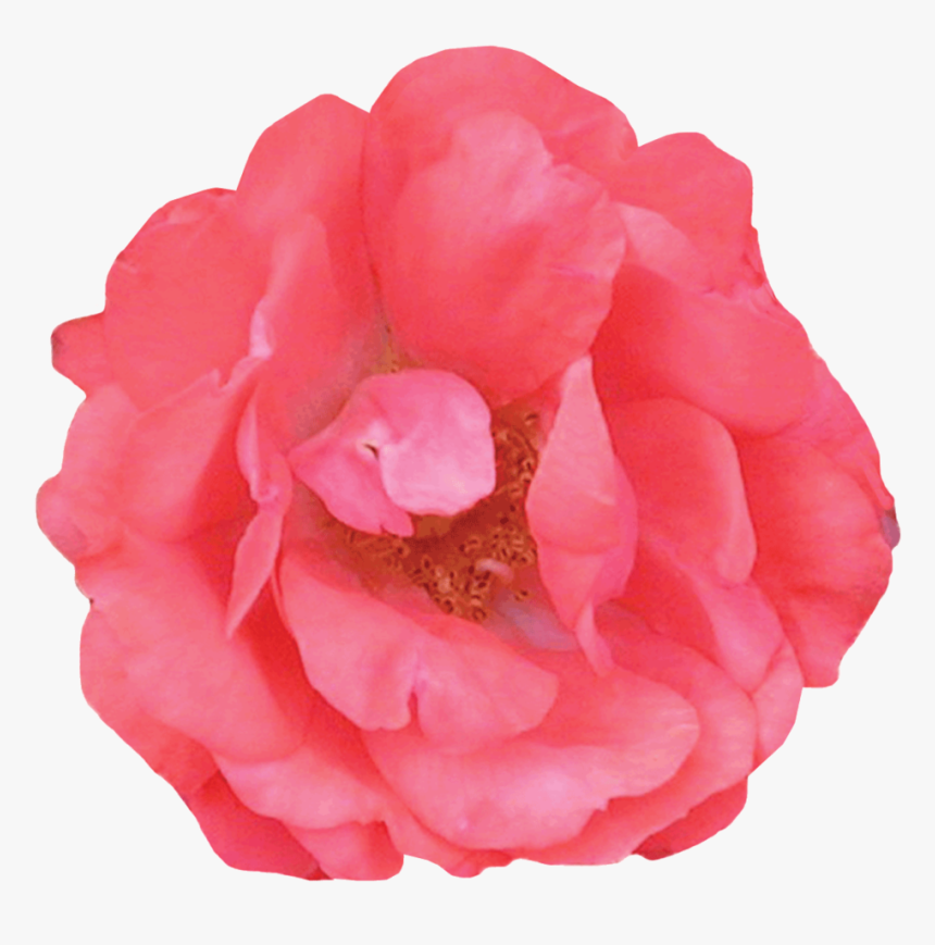 Coral Drift® - Common Peony, HD Png Download