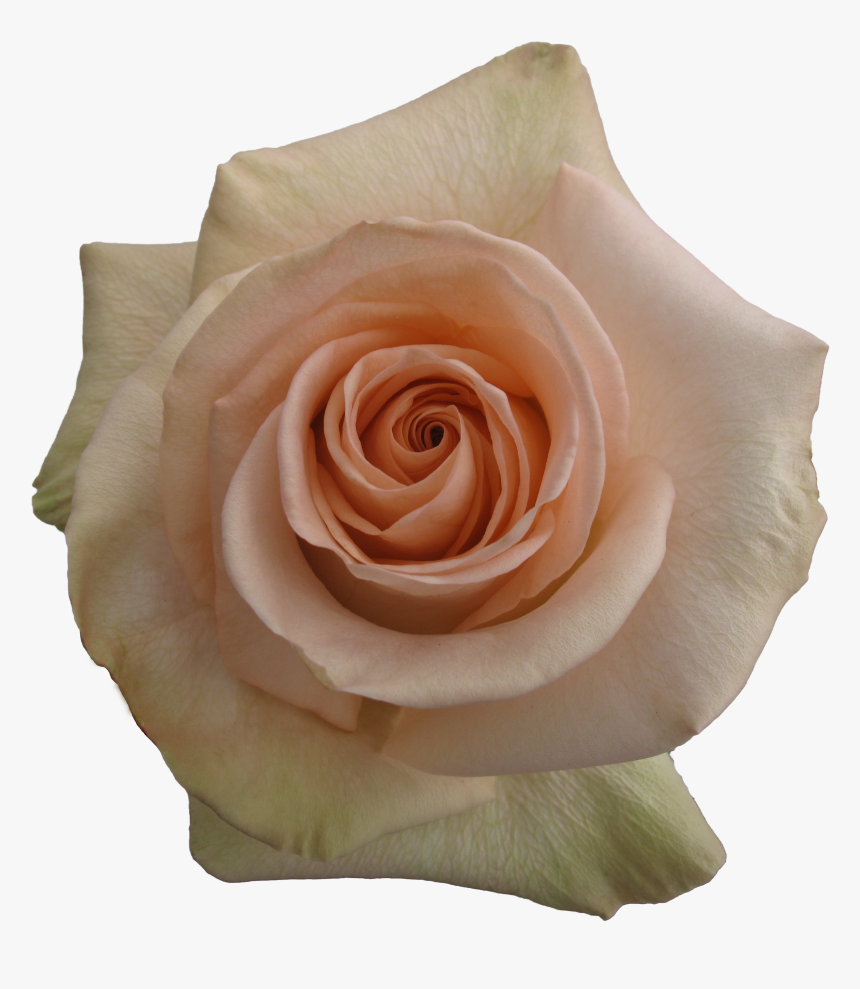 Garden Roses, HD Png Download