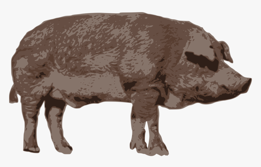 Animal - Domestic Pig, HD Png Download