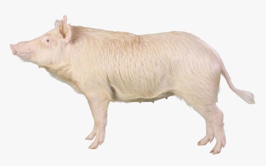 Sinclair Miniature Swine, HD Png Download