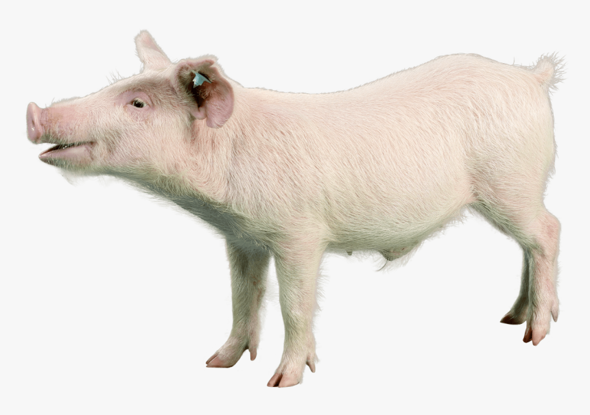Domestic Pig, HD Png Download