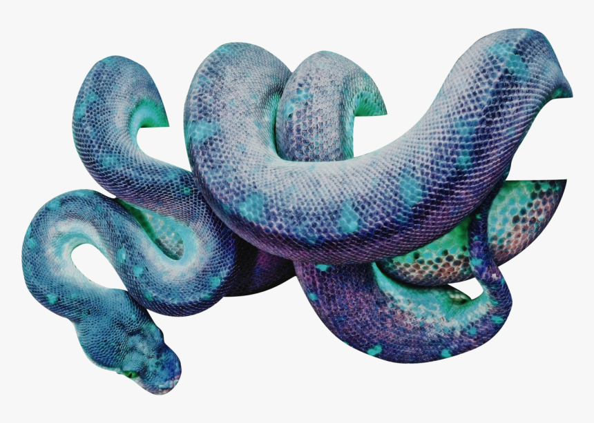 Snake Wrapped Around Png, Transparent Png , Transparent Png Image - PNGitem