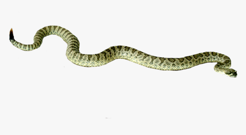 A Silver Ring Snake Png Download, Transparent Png