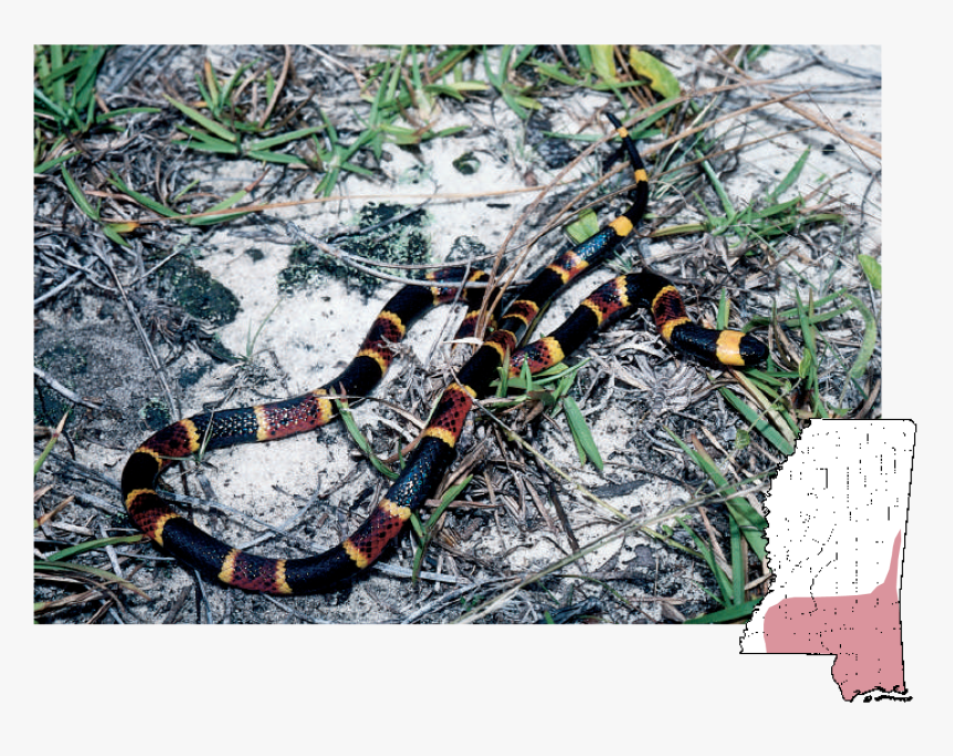 South Mississippi Snakes, HD Png Download
