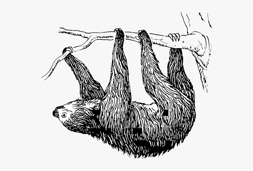 Clip Art Baby Sloths T Shirt - Baby Hoffmann's Two Toed Sloth, HD Png Download