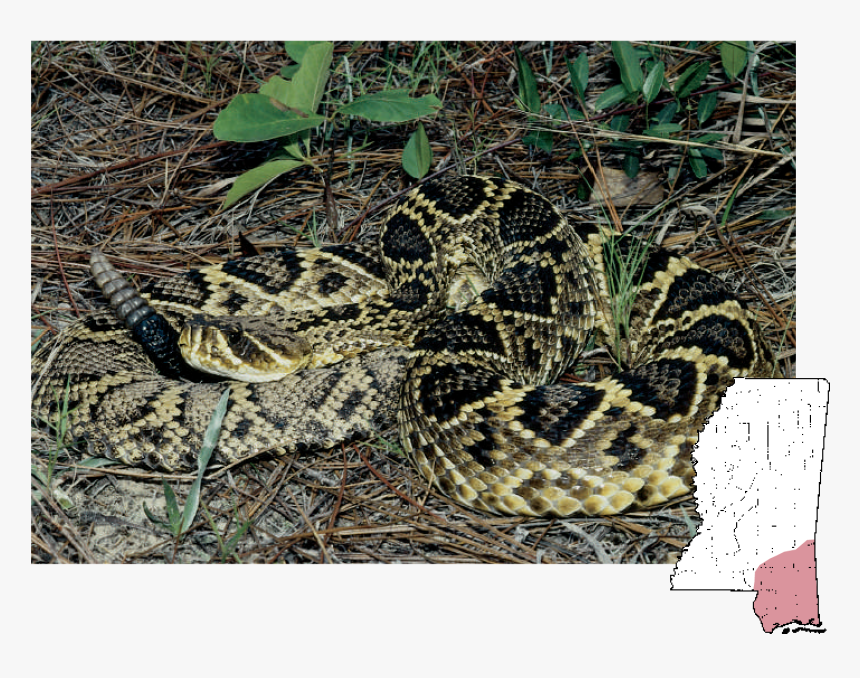 Eastern Diamondback Rattlesnake Snakes Mississippi, HD Png Download