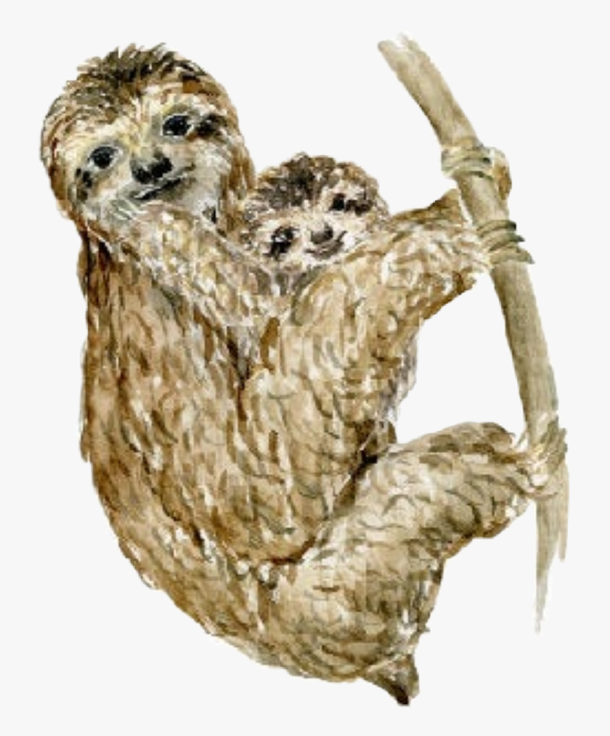 #watercolor #sloths #sloth #baby #babyanimals #mother - Three-toed Sloth, HD Png Download