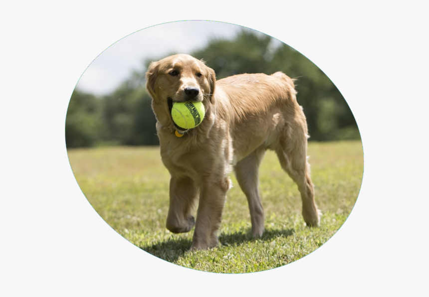 Dog Happy With Ball, HD Png Download