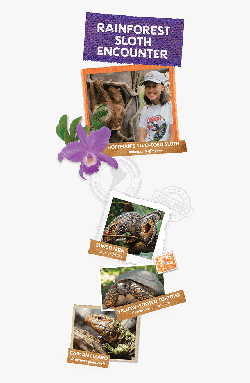 Behind The Scenes Tours - Cattleya, HD Png Download