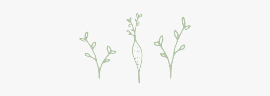 Carrot - Sketch, HD Png Download