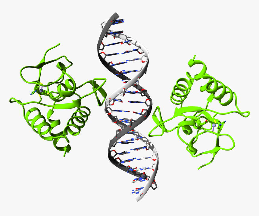 Smad4 Bound To The Ggcgc Motif - Mef2 Smad Crystal Structure, HD Png Download