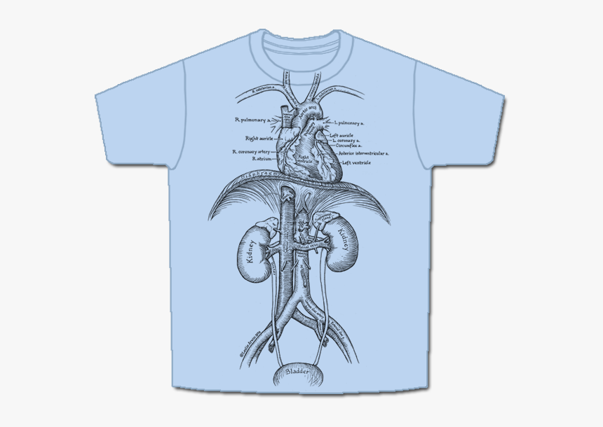 Skeletees Skeletees Anatomical T Shirts Designed And - Circulatory System T Shirt, HD Png Download