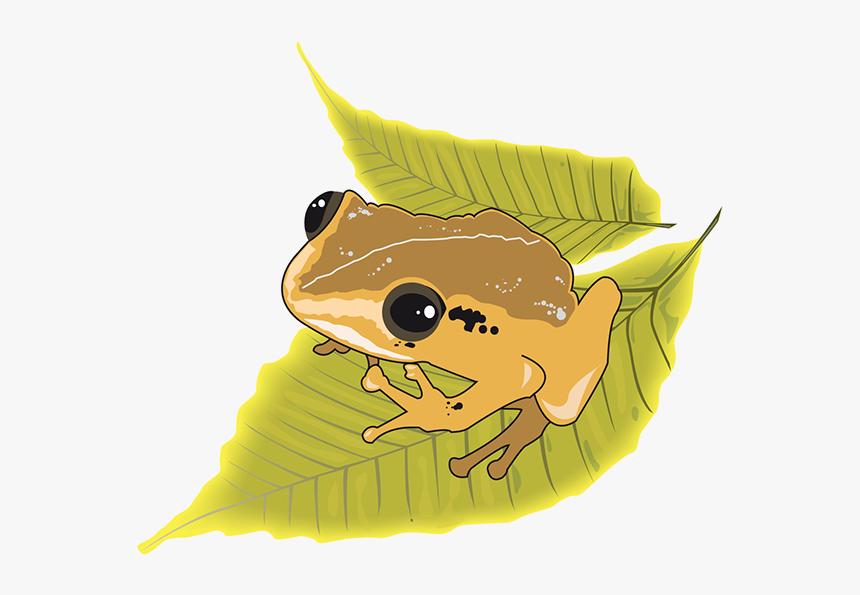 Puerto Rican Native Frog Coqui - Cartoon, HD Png Download