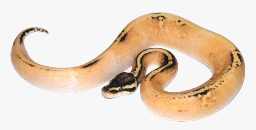 Python, HD Png Download , Transparent Png Image - PNGitem