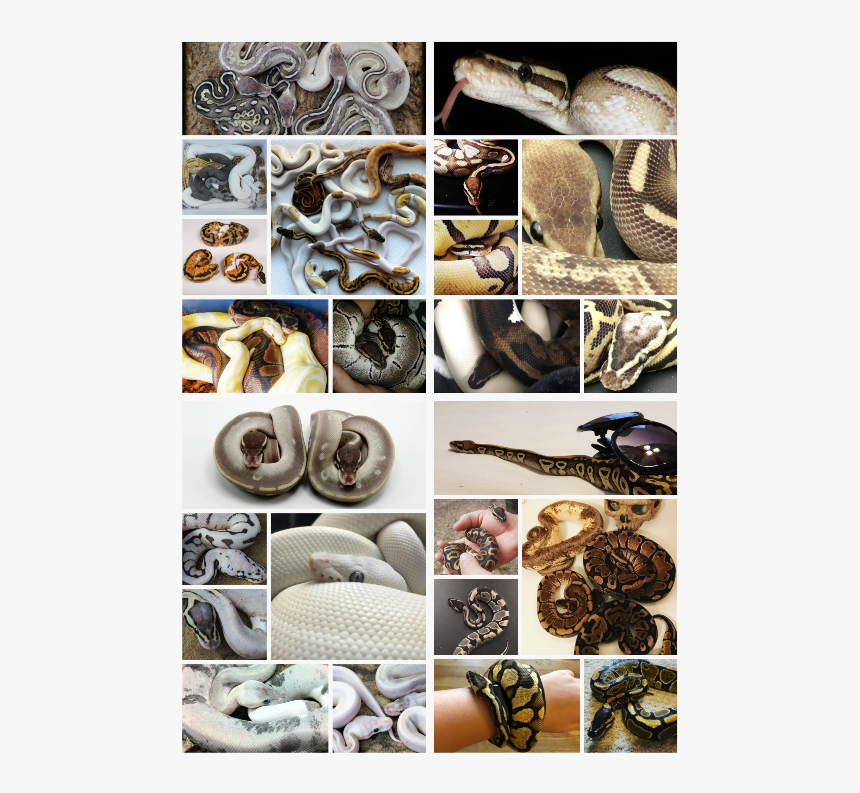 Collage, HD Png Download