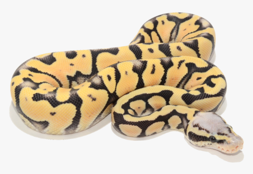 Super Pastel Desert Ghost Ball Python, HD Png Download