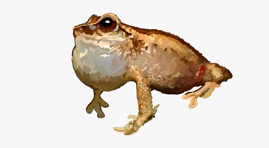 Eastern Spadefoot, HD Png Download