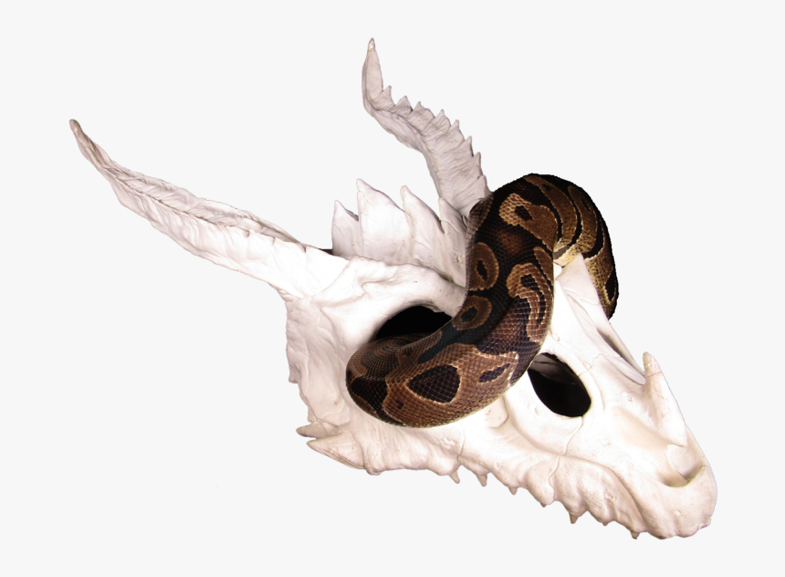 Serpent, HD Png Download