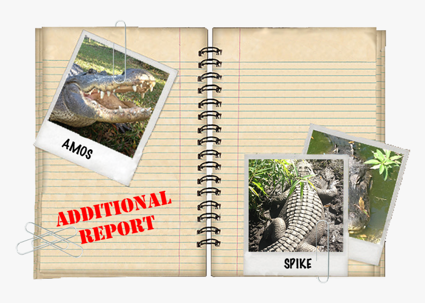 Additional Report - Turtle, HD Png Download